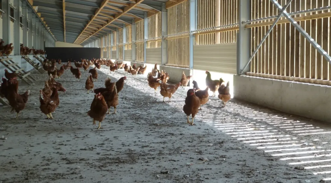 Chez Valérie, les poules resteront dans le Jardin d'hiver durant toute la période de confinement.